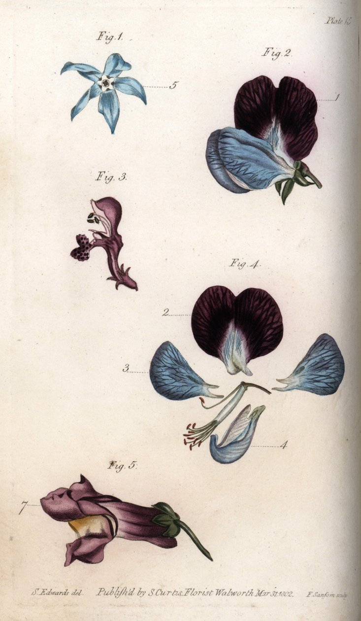 Flowering of officinale borage and pea (leguminous). Coloured copper engraving, illustration by Sydenham Edwards (1768-1819) for Conferences of Botanical, Botanical Garden of Lambeth (England) بواسطة سيدنهام تيست إدواردز