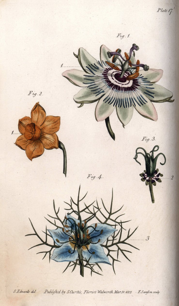 Flowers of passion fruit or passion flowers, narcissus and nigella. Coloured copper engraving, illustration by Sydenham Edwards (1768-1819) for Conferences of Botanical, Botanical Garden of Lambeth (England) بواسطة سيدنهام تيست إدواردز