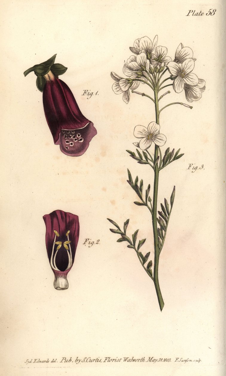 Foxglove, Digitalis purpurea, Didynamia بواسطة سيدنهام تيست إدواردز