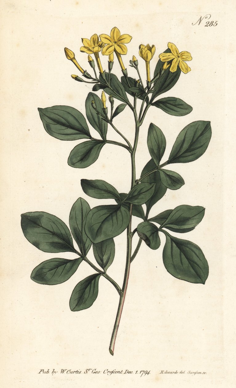 Fragrant jasmine - Sweetest jasmine, Jasminum odoratissimum. Handcoloured copperplate engraving by Sansom after an illustration by Sydenham Edwards from William Curtis