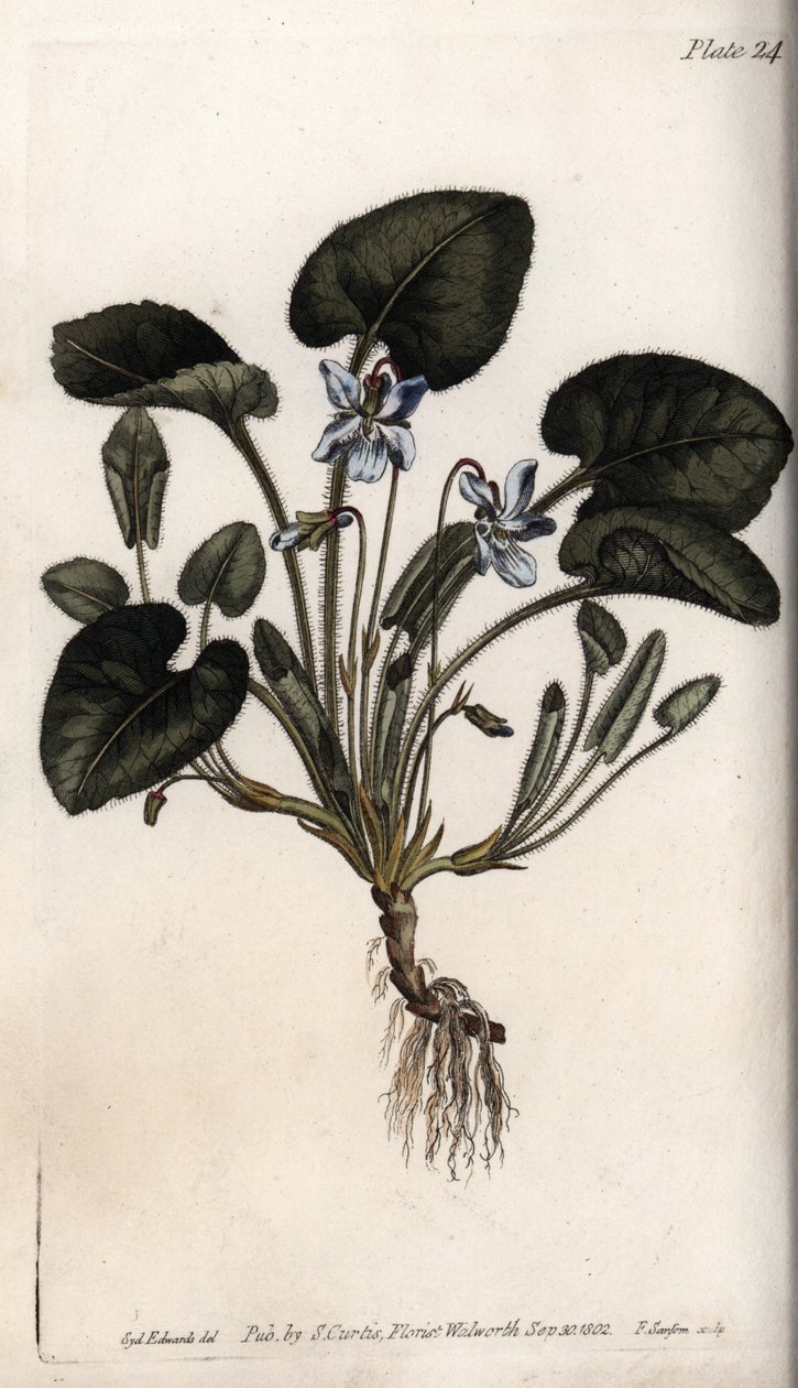 Fragrant violet. Coloured copper engraving, illustration by Sydenham Edwards (1768-1819) for Conferences of Botanical, Botanical Garden of Lambeth (England) بواسطة سيدنهام تيست إدواردز