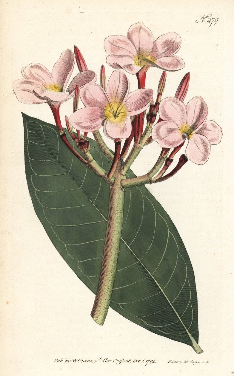 Frangipani - Frangipani or red plumeria, Plumeria rubra. Handcoloured copperplate engraving by Sansom after an illustration by Sydenham Edwards from William Curtis