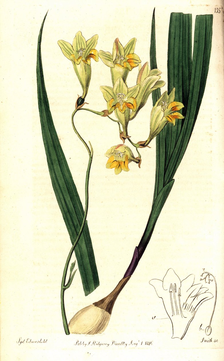 Freesia refracta (Reflex tritonia, Tritonia refracta). Handcoloured copperplate engraving by Smith after a botanical illustration by Sydenham Edwards from The Botanical Register, Ridgway, London بواسطة سيدنهام تيست إدواردز