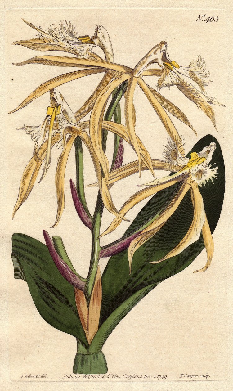 Fringed orchid epidendrum, with white and pale yellow flower. American and Caribbean origin. Fringed epidendrum orchid with pale yellow and white flowers. A native of the Americas and West Indies. Epidendrum ciliare. Handcolored copperplate engraving from  بواسطة سيدنهام تيست إدواردز
