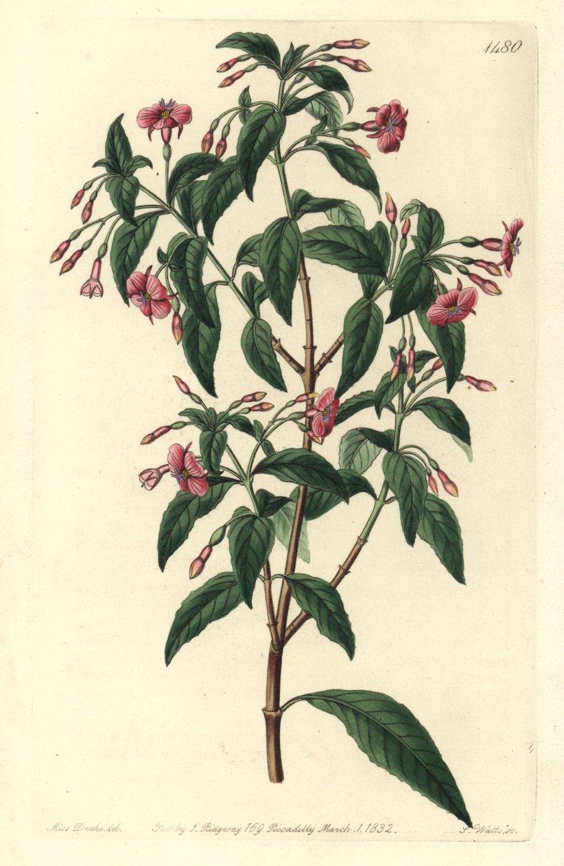 فوشيا فاريتي - ضارب إلى الحمرة متفرعة ، فوشيا عصوية. هجين طبيعي بين Fuchsia microphylla subsp. microphylla و Fuchsia thymifolia subsp. ثيميفوليا. نقش على لوح نحاسي ملون يدويًا بواسطة S. Watts بعد رسم توضيحي لسارة دريك من سيد بواسطة سيدنهام تيست إدواردز