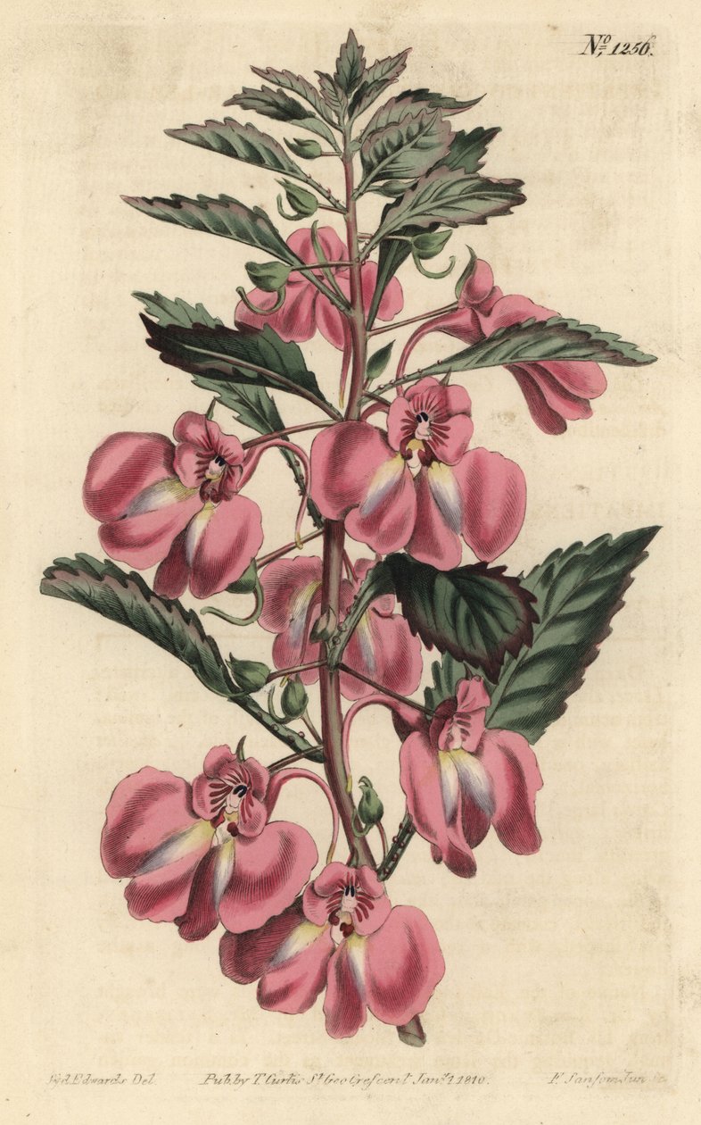 Garden Balsamine - Garden balsam, Impatiens balsamina (Glandular-leaved balsam, Impatiens coccinea). Handcoloured copperplate engraving by F. Sansom Jr. after an illustration by Sydenham Edwards from William Curtis