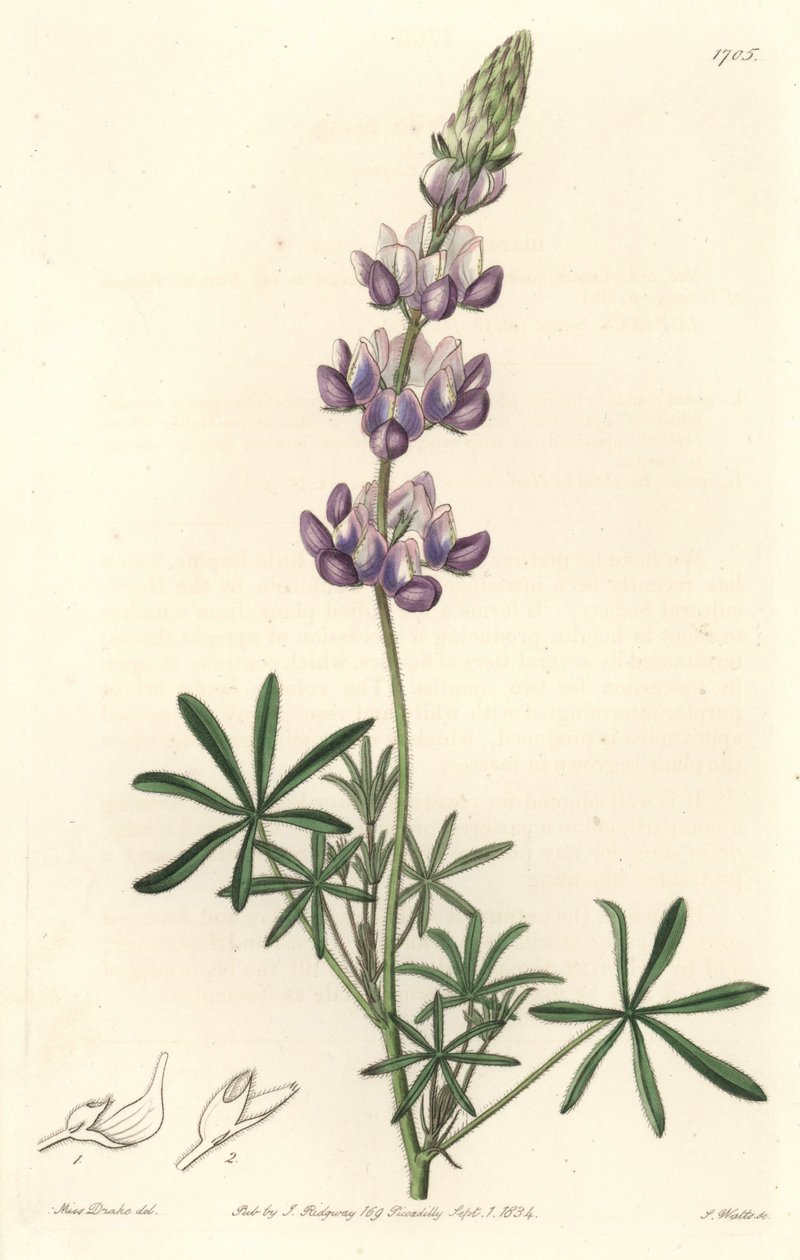 Garden Lupin, originally from California - S. Watts Strong Water from an illustration by Sarah Anne Drake (1803-1857), from the Botanical Register بواسطة سيدنهام تيست إدواردز