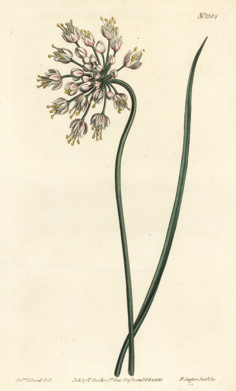 Garlic leaning - Nodding onion, lady