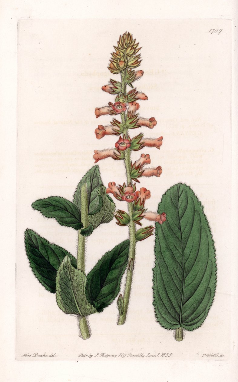 Genera Variete - لوحة محفورة بواسطة S. Watts ، من رسم توضيحي لسارة Anne Drake (1803-1857) ، من السجل النباتي لسيدنهام إدواردز (1768-1819) ، إنجلترا بواسطة سيدنهام تيست إدواردز