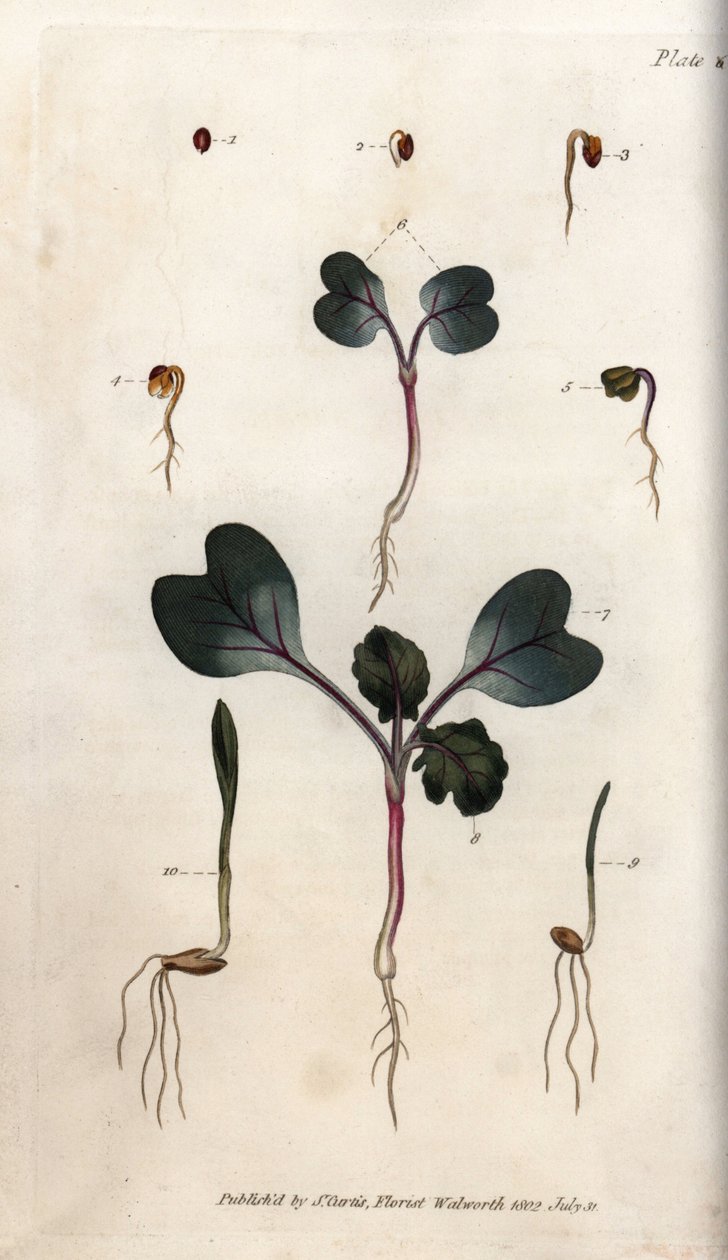 Germination of radish seeds, common wheat and common barley. Coloured copper engraving, illustration by Sydenham Edwards (1768-1819) for Conferences of Botanical, Botanical Garden of Lambeth (England) بواسطة سيدنهام تيست إدواردز