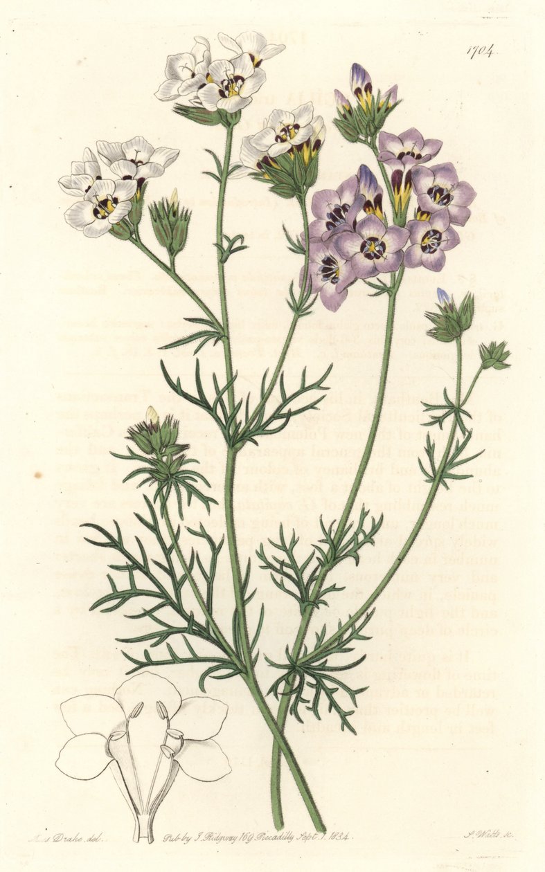Gilia tricolor, white and purple varietes, native to California - S. Watts strong water from an illustration by Sarah Anne Drake (1803-1857), from the Botanical Register بواسطة سيدنهام تيست إدواردز