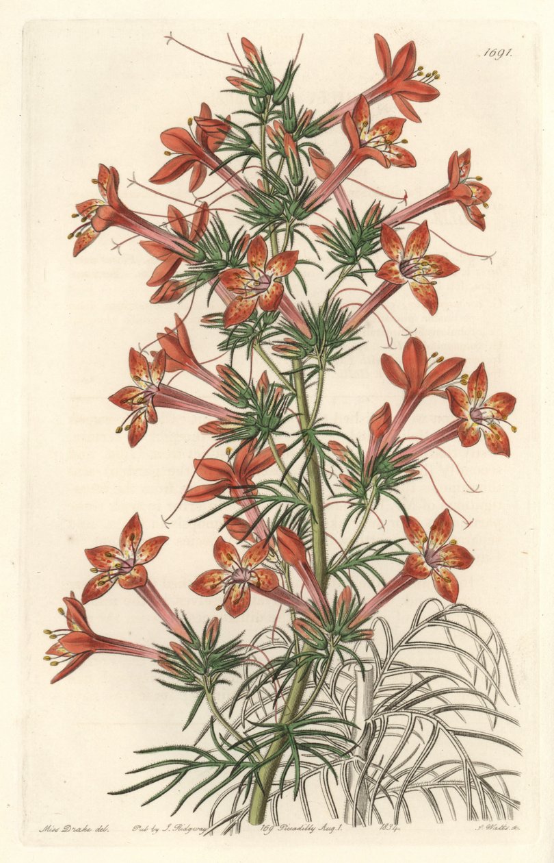 Gilie a coronope leaf or Ipomopside elegante - Water forte by S. Watts from an illustration by Sarah Anne Drake (1803-1857), from the Botanical Register بواسطة سيدنهام تيست إدواردز