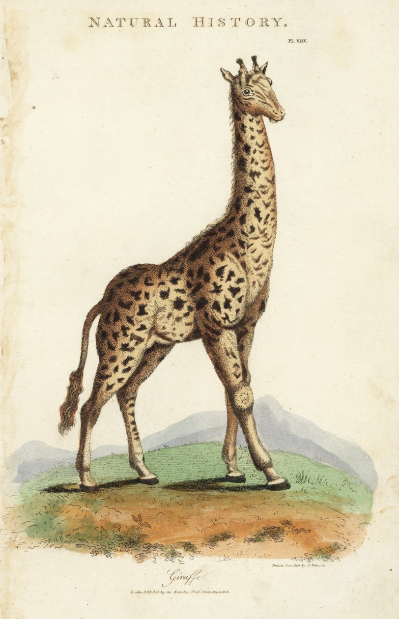الزرافة ، الزرافة camelopardalis. نقش على لوح نحاسي ملون يدويًا بعد سيدنهام إدواردز من John Mason Good's Pantologia ، موسوعة جديدة ، G. Kearsley ، لندن بواسطة سيدنهام تيست إدواردز
