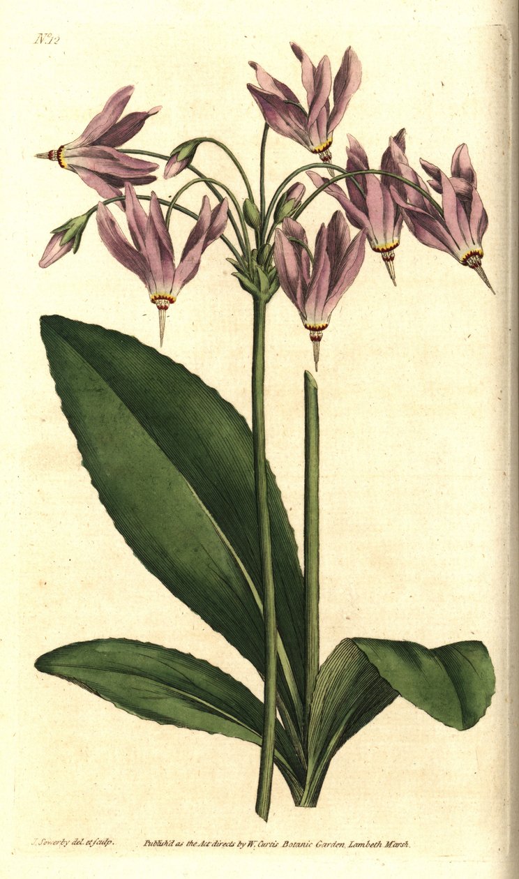 Giroselle of Virginia - American cowslip or Mead