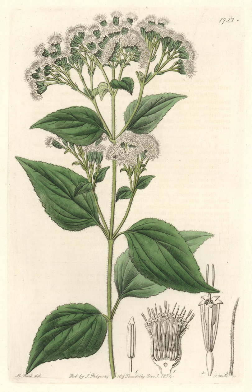 eupatorium الغدي ، موطنه المكسيك - مياه قوية S. Watts من رسم توضيحي بواسطة M. Mart ، من السجل النباتي بواسطة سيدنهام تيست إدواردز