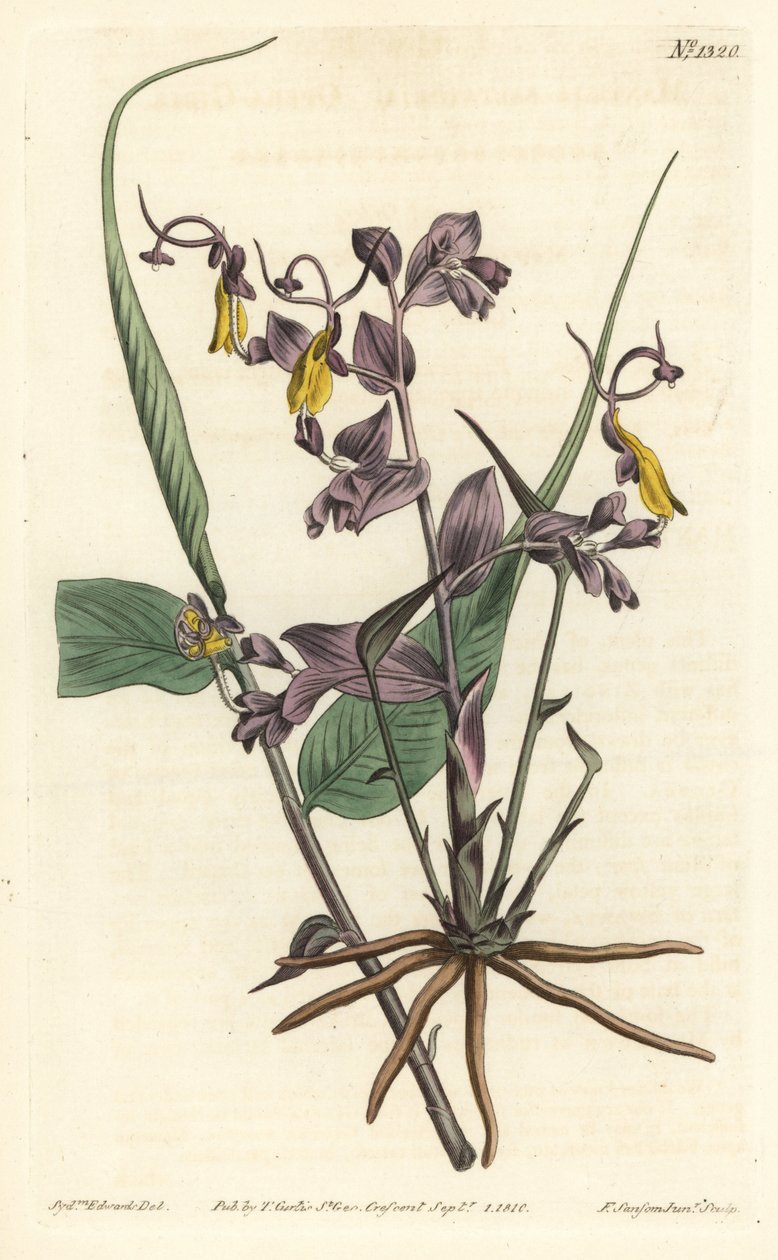 Globba radicalis (Opera girls, Mantisia saltatoria). Handcoloured copperplate engraving by F. Sansom Jr. after an illustration by Sydenham Edwards from William Curtis