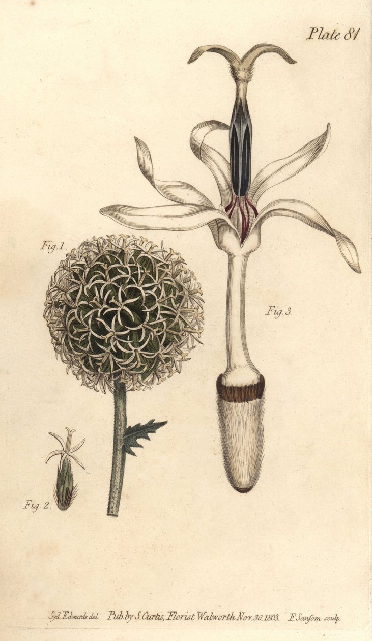 شوك الكرة الأرضية ، Echinops sphaerocephalus ، Polygamia segregata ، زهرة 1 ، و floret واحد 2،3. نقش على لوح نحاسي ملون يدويًا من قبل ف. بواسطة سيدنهام تيست إدواردز