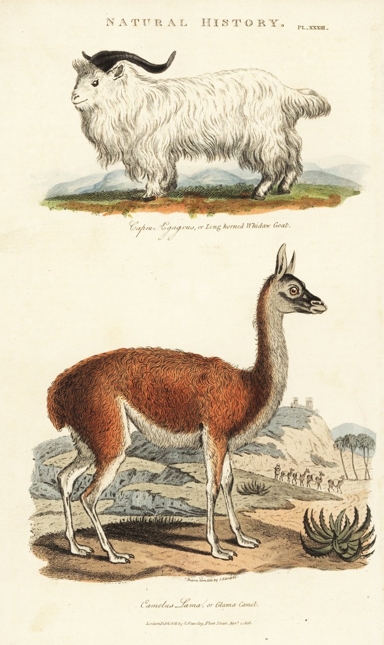 Goat and lama - Long-horned whidaw goat, Capra aegagrus, and llama, Lama glama (Glama camel, Camelus lama). Handcoloured copperplate engraving after Sydenham Edwards from John Mason Good