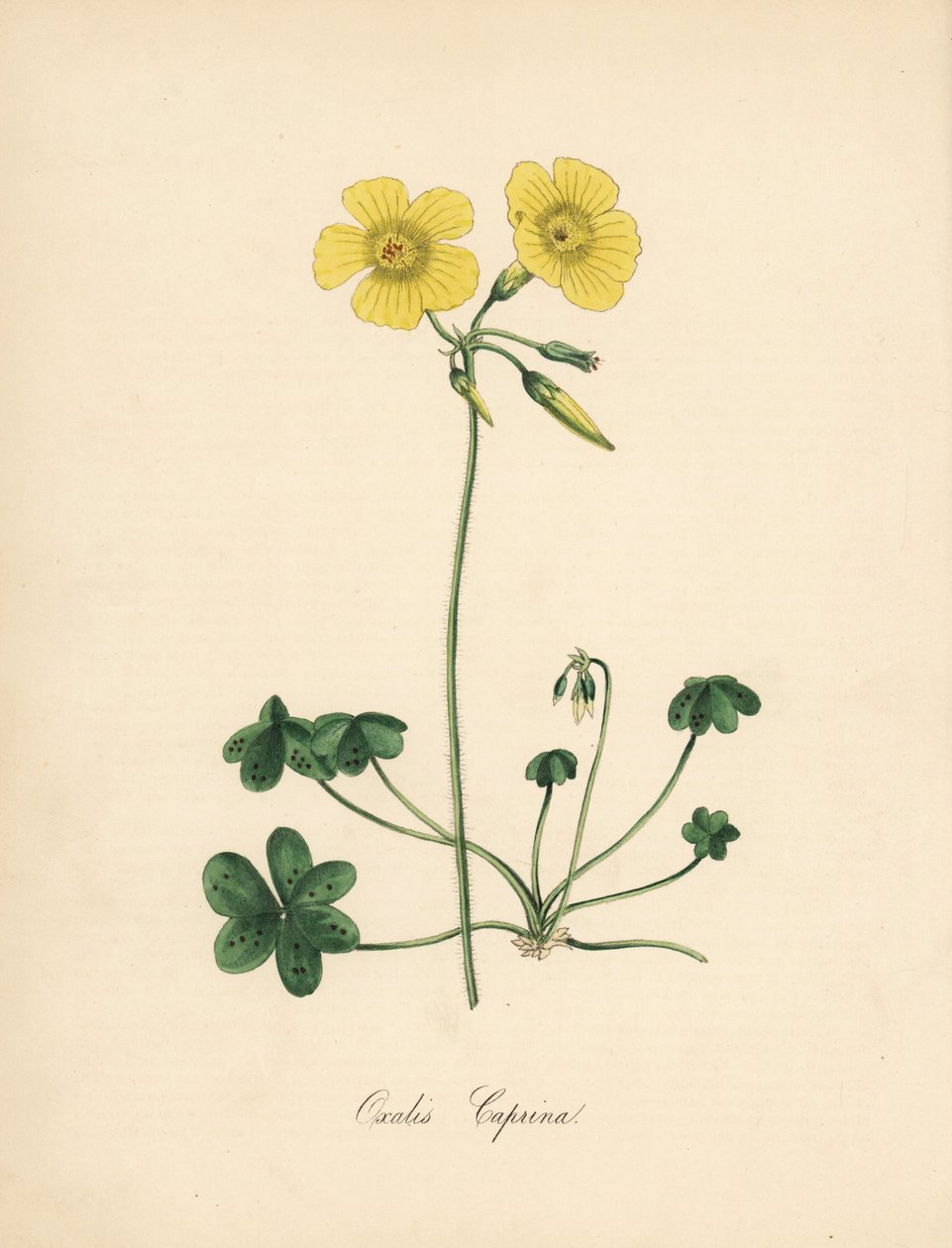 Goats-foot wood sorrel, Oxalis caprina. Taken from an illustration by Sydenham Edwards in William Curtis