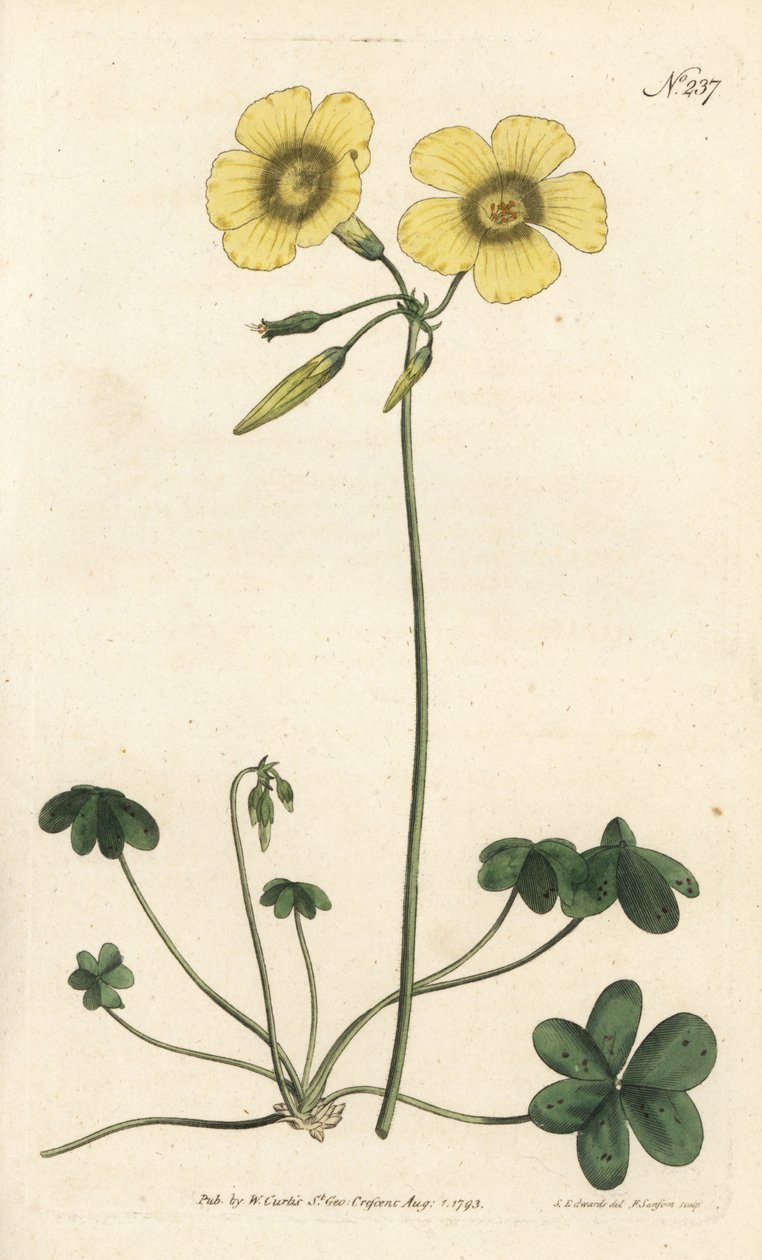 قدم الماعز - حميض قدم الماعز من خشب ، Oxalis caprina. نقش على لوح نحاسي ملون يدويًا بواسطة Sansom بعد رسم توضيحي بواسطة Sydenham Edwards rom مجلة William Curtis النباتية ، لندن بواسطة سيدنهام تيست إدواردز