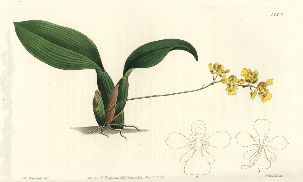 أوركيد جومسا كورنيجيرا (مقرن oncidium ، Oncidium cornigerum). نقش على لوح نحاسي ملون يدويًا بواسطة S. Watts بعد رسم توضيحي بواسطة William Herbert من سجل نباتات سيدنهام إدواردز ، ريدجواي ، لندن بواسطة سيدنهام تيست إدواردز