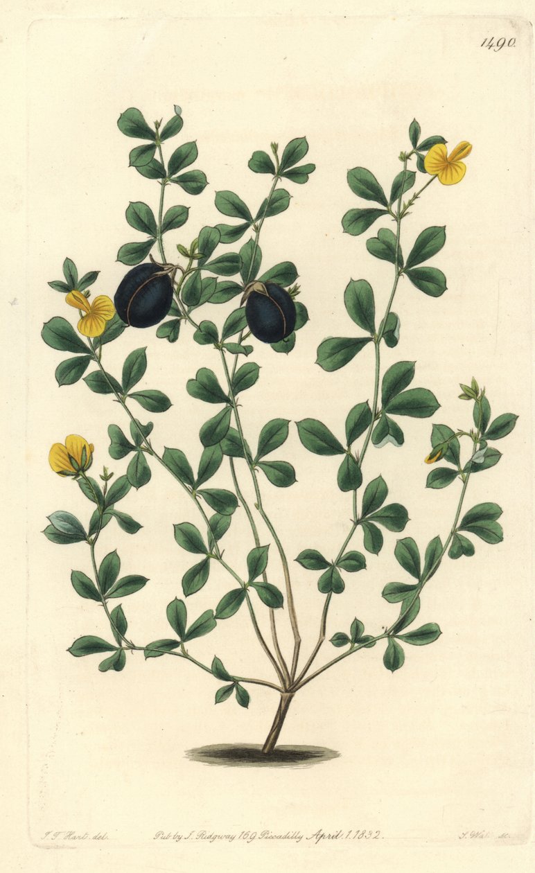 Gompholobium variete (endemic leguminous variete to Australia) - Thick-edged gompholobium, Gompholobium marginatum. Handcoloured copperplate engraving by S. Watts after an illustration by J.T. Hart from Sydenham Edwards