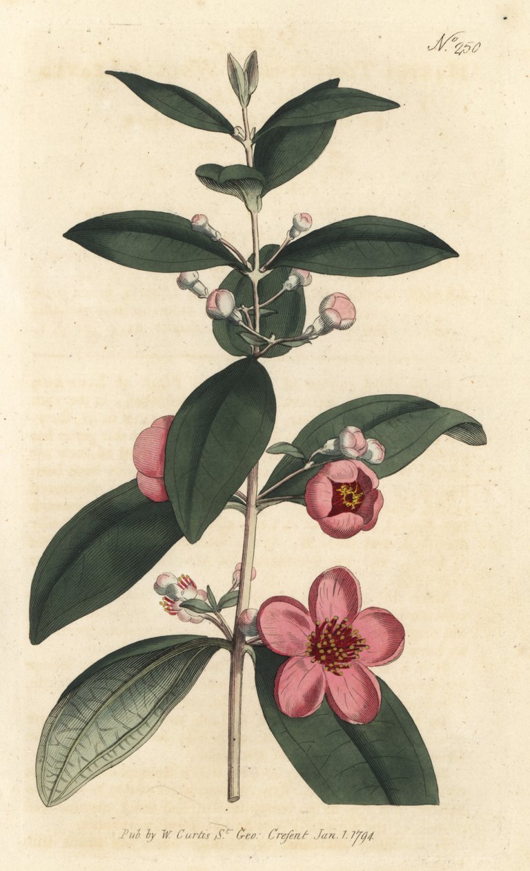 عنب الثعلب - الآس الوردي ، Rhodomyrtus tomentosa (الآس الصوفي الأوراق ، Myrtus tomentosa). نقش على لوح نحاسي ملون يدويًا بواسطة Sansom بعد رسم توضيحي بواسطة Sydenham Edwards rom مجلة William Curtis النباتية ، لندن بواسطة سيدنهام تيست إدواردز