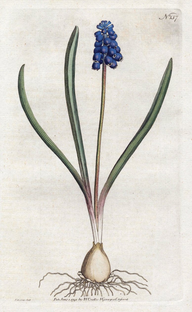 Grape hyacinth Lithography by Sydenham Edwards (1768-1819), plate from the Botanical Magazine by William Curtis (1746-1799) بواسطة سيدنهام تيست إدواردز