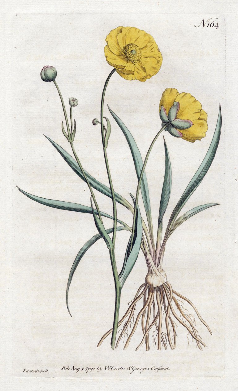 Grassleaf Buttercup - Lithography by Sydenham Edwards (1768-1819), from William Curtis Botanical Magazine (1746-1799) بواسطة سيدنهام تيست إدواردز