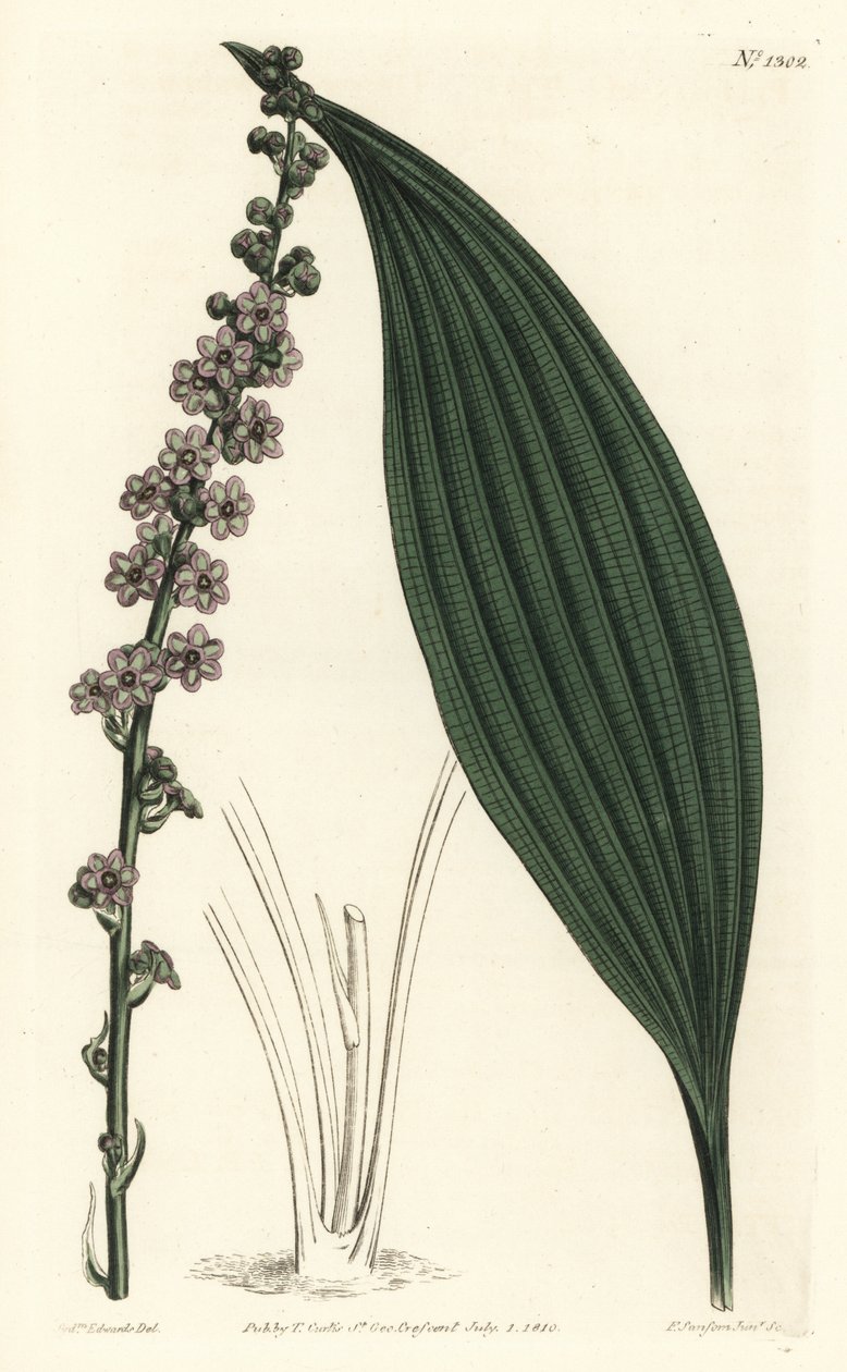 Green-flowered teta, Peliosanthes teta. Handcoloured copperplate engraving by F. Sansom Jr. after an illustration by Sydenham Edwards from William Curtis
