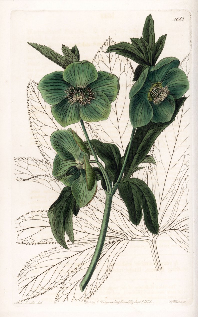 Green Flower Hellebore Variete - نقش بواسطة S. Watts ، من رسم توضيحي لسارة آن دريك (1803-1857) ، من السجل النباتي لسيدنهام إدواردز (1768-1819) ، إنجلترا بواسطة سيدنهام تيست إدواردز