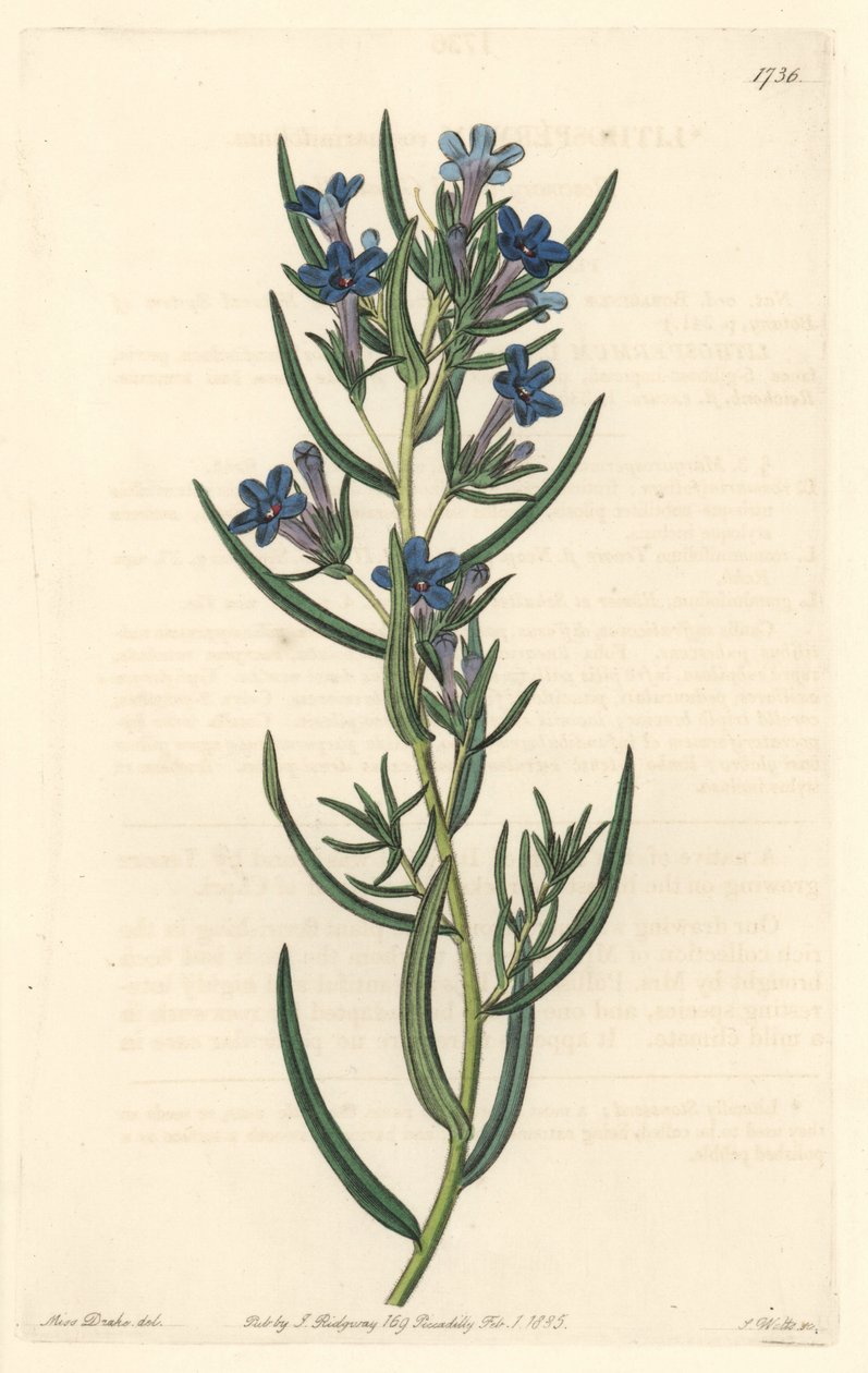 Gremil أوراق إكليل الجبل ، موطنها صقلية - حصن الماء بواسطة S. Watts من رسم توضيحي لسارة آن دريك (1803-1857) ، من السجل النباتي بواسطة سيدنهام تيست إدواردز