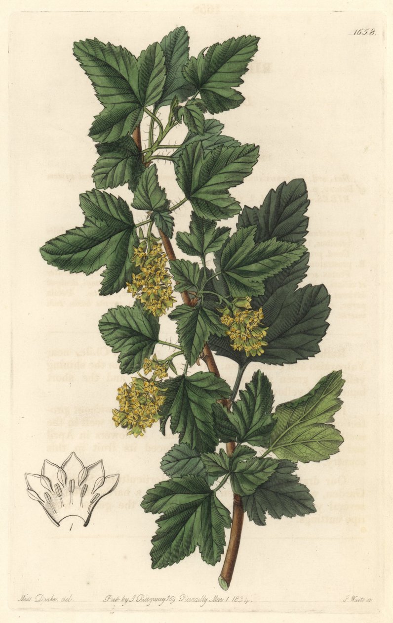 Groseillier, known as Gadellier of Siberia (Ribes diacanthum), native of Chile - Water forte by S. Watts from an illustration by Sarah Anne Drake (1803-1857), from the Botanical Register بواسطة سيدنهام تيست إدواردز