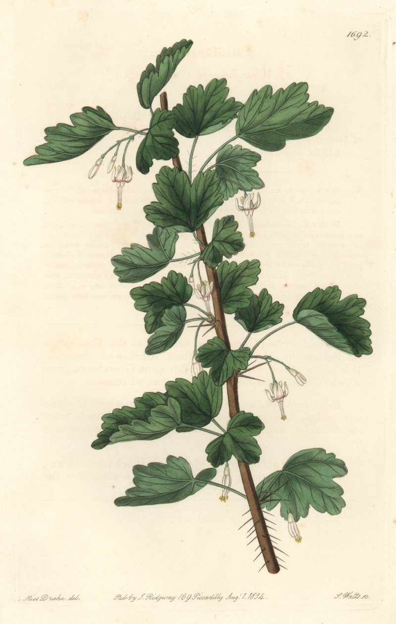 Groseillier ، موطنه أمريكا الشمالية - ماء قوي بواسطة S. Watts من رسم توضيحي لسارة آن دريك (1803-1857) ، من السجل النباتي بواسطة سيدنهام تيست إدواردز