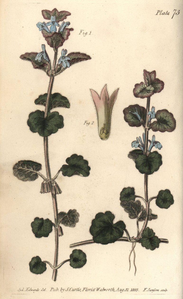 اللبلاب المطحون ، Glechoma hederacea ، عاريات النطاف. نقش على لوح نحاسي ملون يدويًا من قبل ف. بواسطة سيدنهام تيست إدواردز