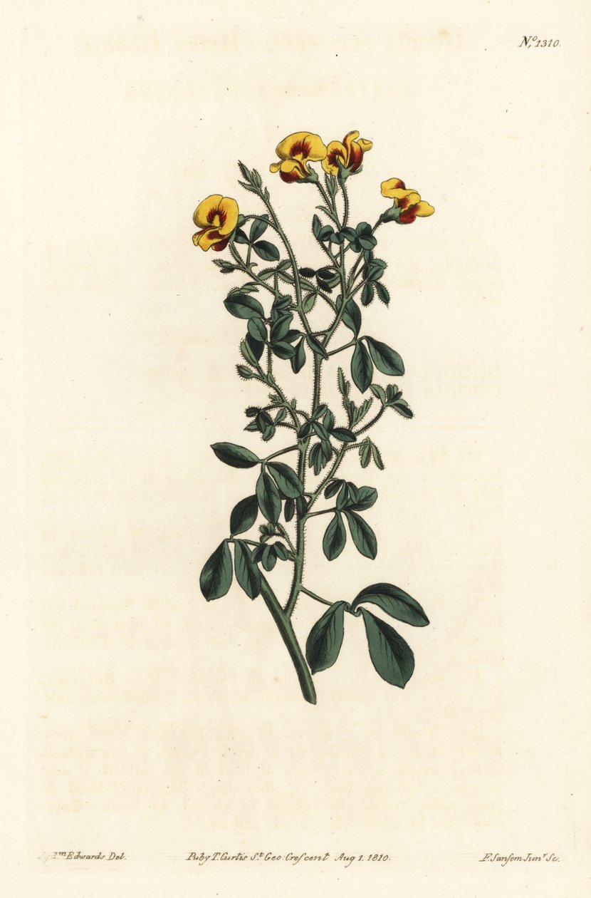 Hairy goodia, Goodia lotifolia var. pubescens (Goodia pubescens). Handcoloured copperplate engraving by F. Sansom Jr. after an illustration by Sydenham Edwards from William Curtis