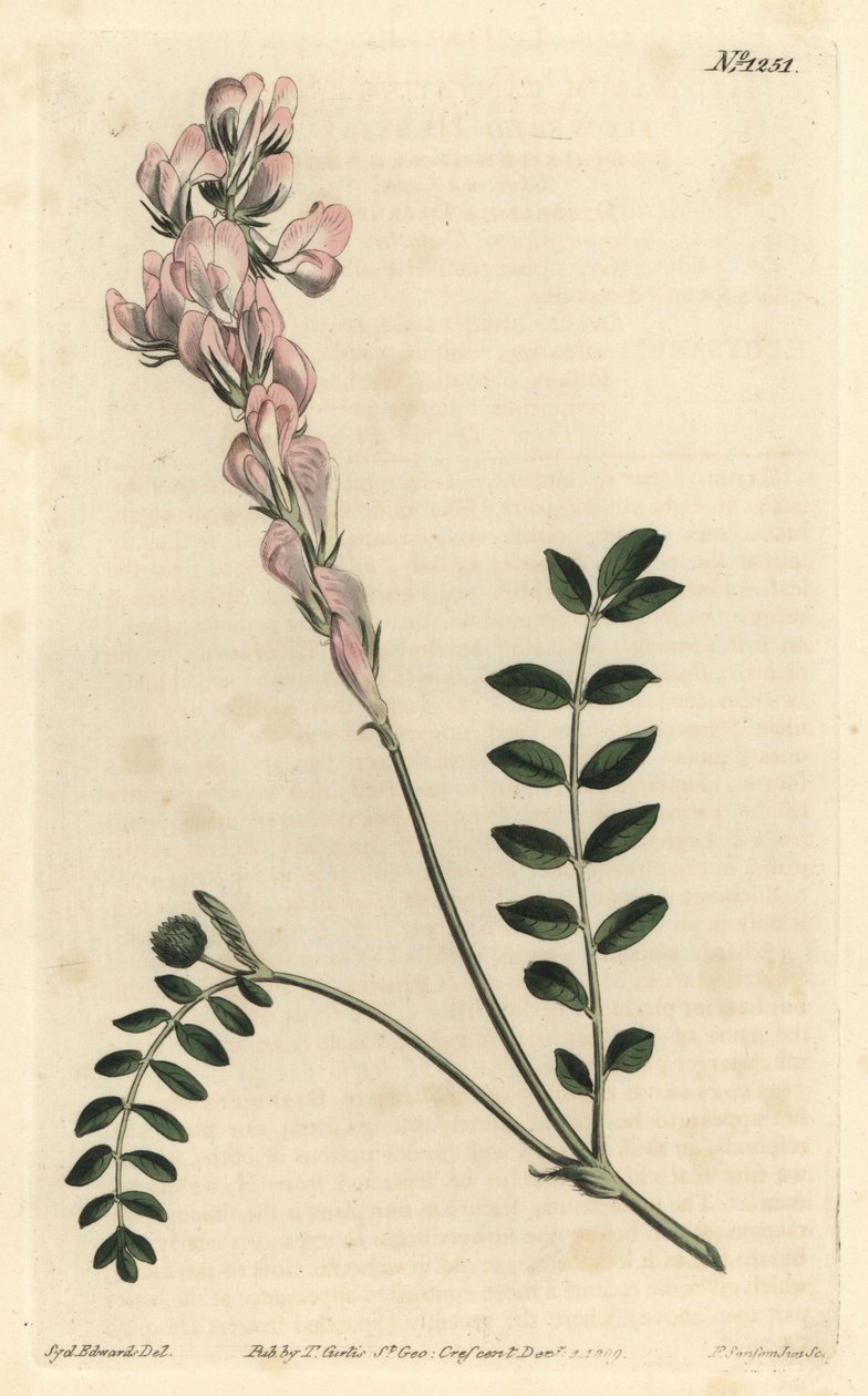 Hedysarum spinosissimum subsp. capitatum (sceptre-flowered hedysarum, Hedysarum capitatum). Handcoloured copperplate engraving by F. Sansom Jr. after an illustration by Sydenham Edwards from William Curtis