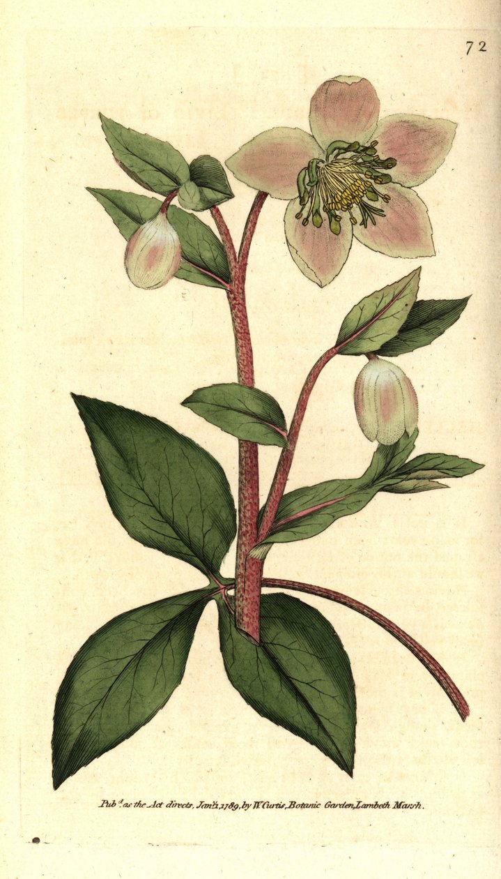 Hellebore (ellebore) livid or black - Livid or purple hellebore, Helleborus lividus. Handcolured copperplate engraving after a botanical illustration by James Sowerby from William Curtis