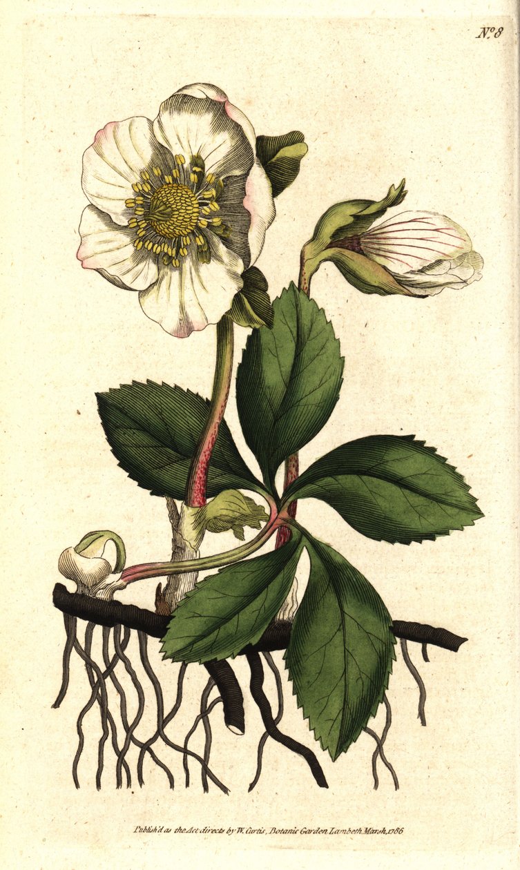 Hellebore (ellebore) noir ou rose de Noel - وردة عيد الميلاد أو خربق أسود ، Helleborus niger. نقش على لوح نحاسي ملون يدويًا بعد رسم توضيحي نباتي بقلم سيدنهام إدواردز من مجلة ويليام كيرتس النباتية ، لامبيث مارش ، لندن بواسطة سيدنهام تيست إدواردز