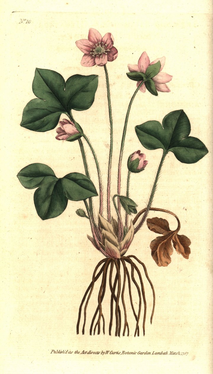 Hepatic, noble or three-lobed hepatic anemone - Hepatica or noble liverwort, Anemone hepatica. Handcolured copperplate engraving after a botanical illustration by Sydenham Edwards from William Curtis