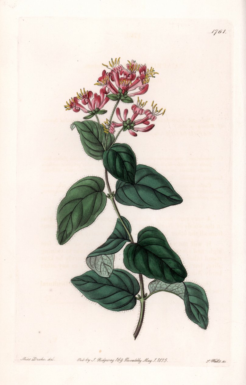 Herb variete - لوحة محفورة بواسطة S. Watts ، من رسم توضيحي لسارة Anne Drake (1803-1857) ، من السجل النباتي لسيدنهام إدواردز (1768-1819) ، إنجلترا بواسطة سيدنهام تيست إدواردز