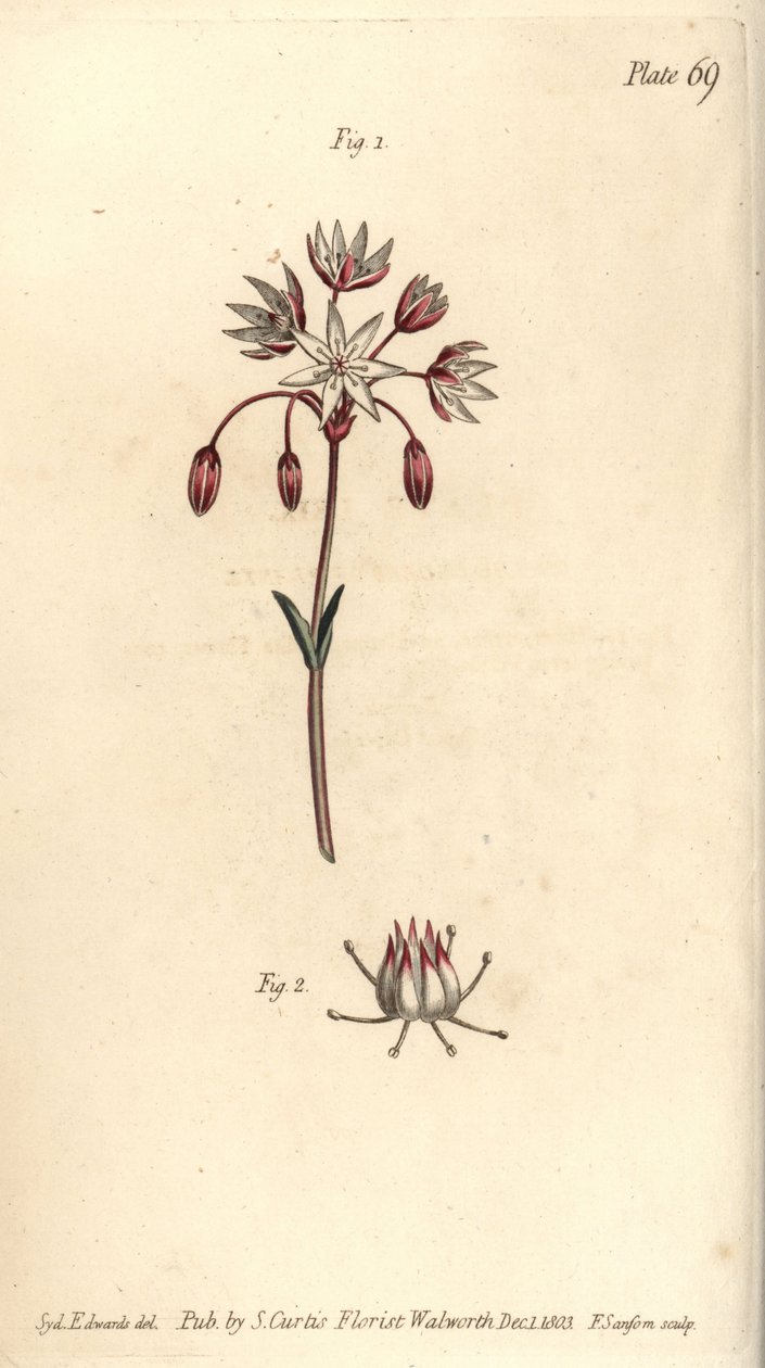 Hermaphrodite flower with seven pistilla, Heptagynia, Septas capensis. Handcoloured copperplate engraving by F. Sansom of a botanical illustration by Sydenham Edwards for William Curtis