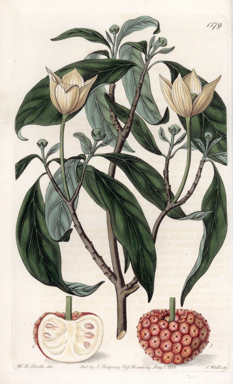 Himalayan Dogwood - Engraved board by S.Watts, from an illustration by Sarah Anne Drake (1803-1857), from the Botanical Register of Sydenham Edwards (1768-1819), England بواسطة سيدنهام تيست إدواردز
