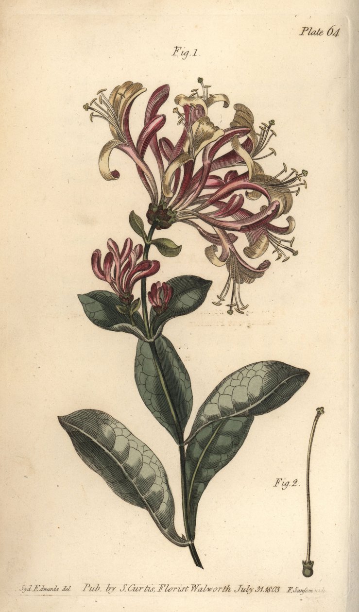 صريمة الجدي ، Lonicera caprifolium ، Monogynia. نقش على لوح نحاسي ملون يدويًا من قبل ف. بواسطة سيدنهام تيست إدواردز