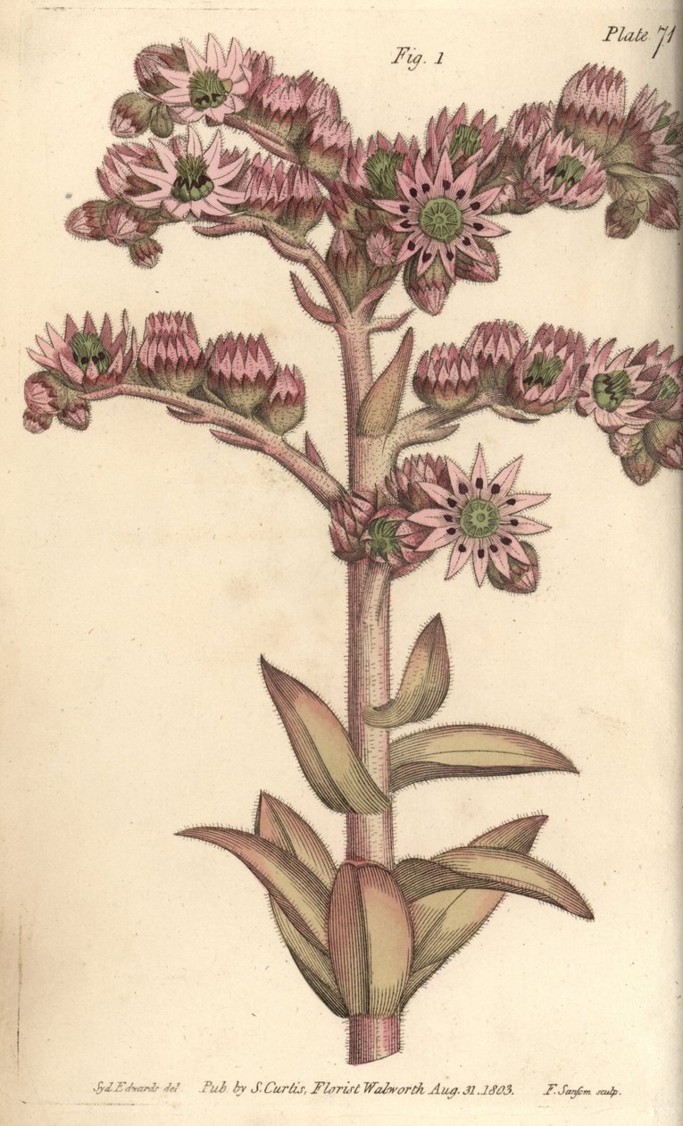 Houseleek, Sempervivum tectorum, Dodecagynia, hermaphrodite flower with 12 pistilla. Handcoloured copperplate engraving by F. Sansom of a botanical illustration by Sydenham Edwards for William Curtis
