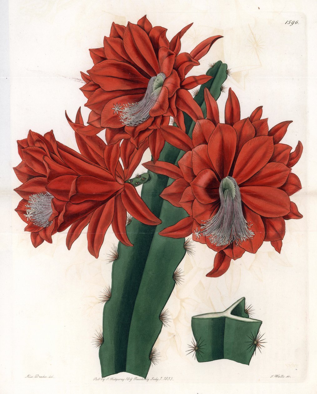Hybrid Disocactus (cactus orchidee) - Plate engraved by S.Watts, from an illustration by Sarah Anne Drake (1803-1857), from the Botanical Register of Sydenham Edwards (1768-1819), England بواسطة سيدنهام تيست إدواردز