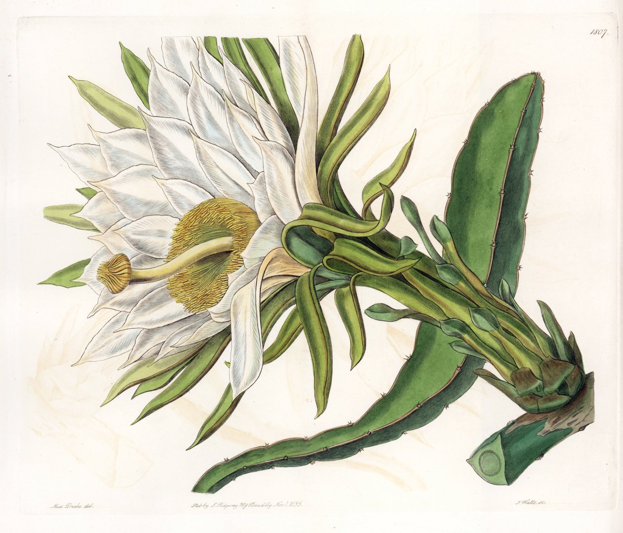 زهرة Hylocereus ، مجموعة متنوعة من الصبار epiphytic - لوحة محفورة بواسطة S.Watts ، من رسم إيضاحي لسارة آن دريك (1803-1857) ، من السجل النباتي لسيدنهام إدواردز (1768-1819) ، إنجلترا بواسطة سيدنهام تيست إدواردز