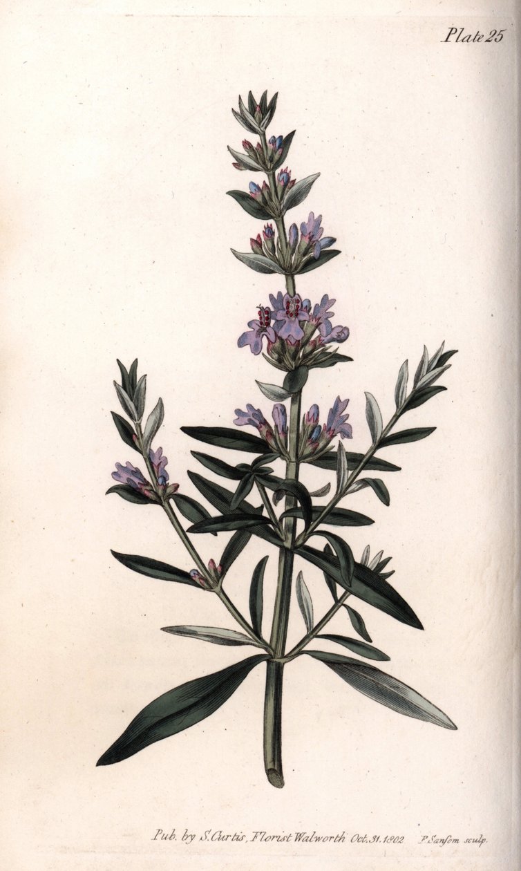 الزوفا أو الزوفا أوفيسينال. نقش نحاسي ملون ، رسم توضيحي لسيدنهام إدواردز (1768-1819) لمؤتمرات النباتية ، حديقة لامبث النباتية (إنجلترا) بواسطة سيدنهام تيست إدواردز