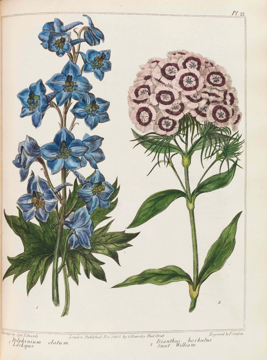 رسم توضيحي من البستنة العملية بواسطة ألكسندر ماكدونالد ، 1807. بواسطة سيدنهام تيست إدواردز