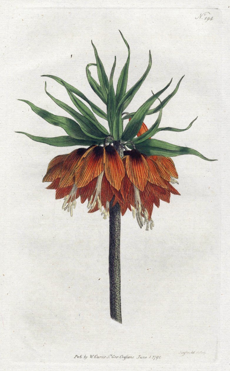 Imperial Fritillary or Imperial Crown - Lithography by Sydenham Edwards (1768-1819), Plate from William Curtis